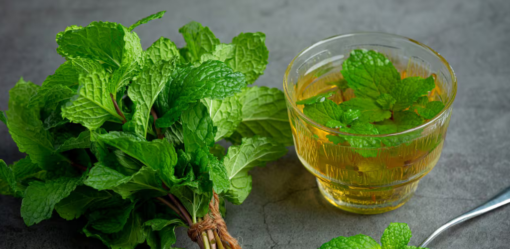 Melisa Una Hierba Medicinal de Tradición Mediterránea Naturalizada en Chile